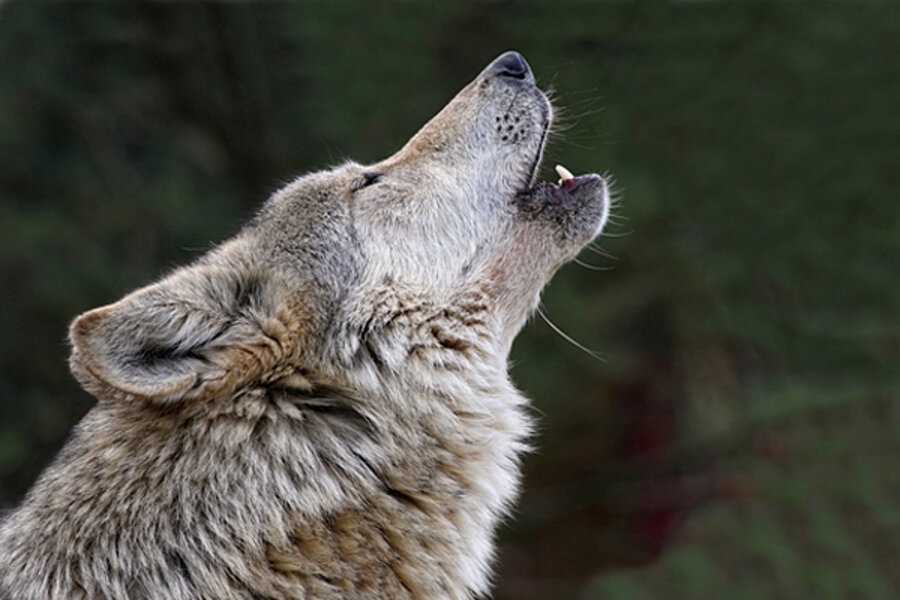 A metalpoint drawing featuring a snarling wolf in profile. How To Draw A Wolf Head Howling Quora