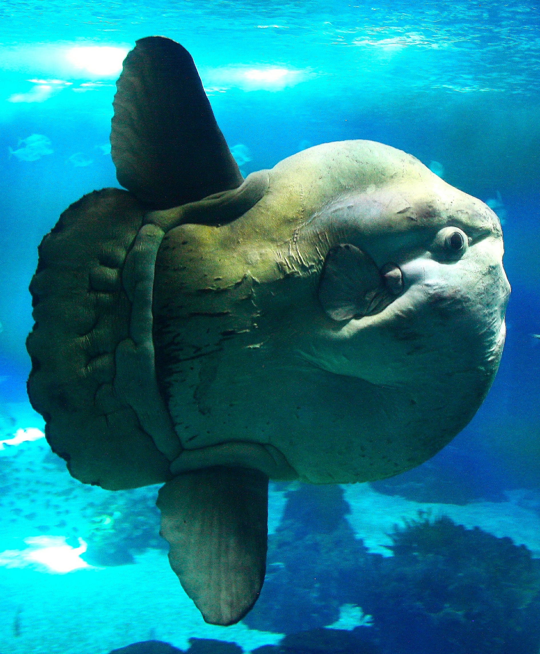 Apakah ada ikan yang tidak memiliki tulang? - Quora