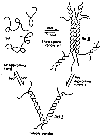 Mengapa agar-agar dipanaskan sebelum elektroforesis gel? - Quora