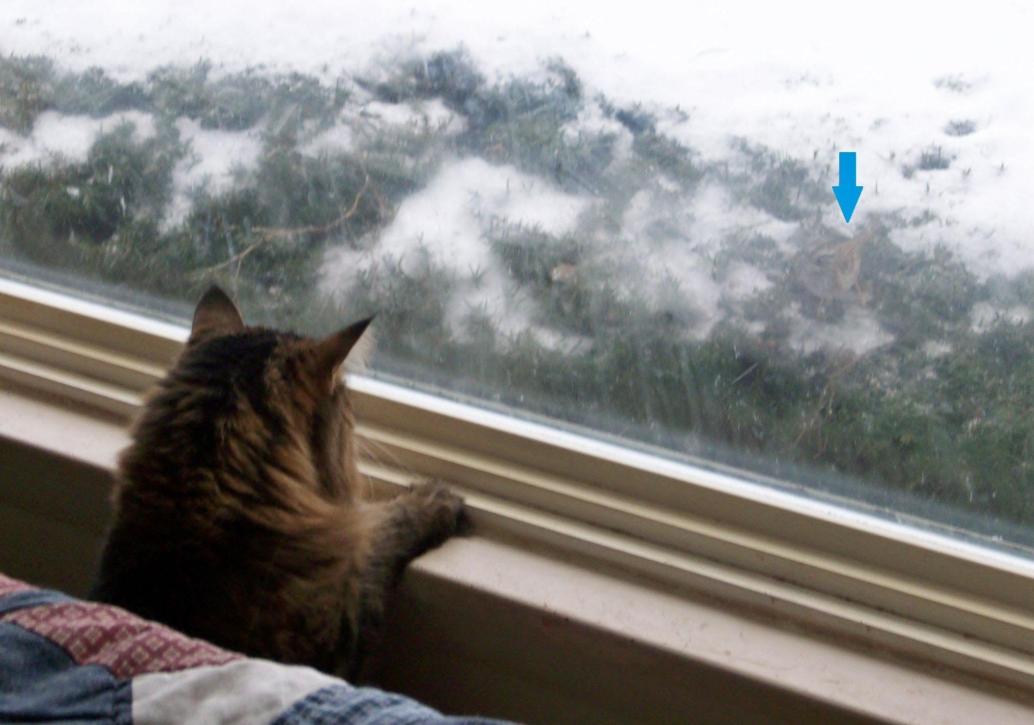 Saya membiarkan kucing dalam ruangan saya keluar sebentar. Apakah itu ide  yang baik atau buruk? - Quora