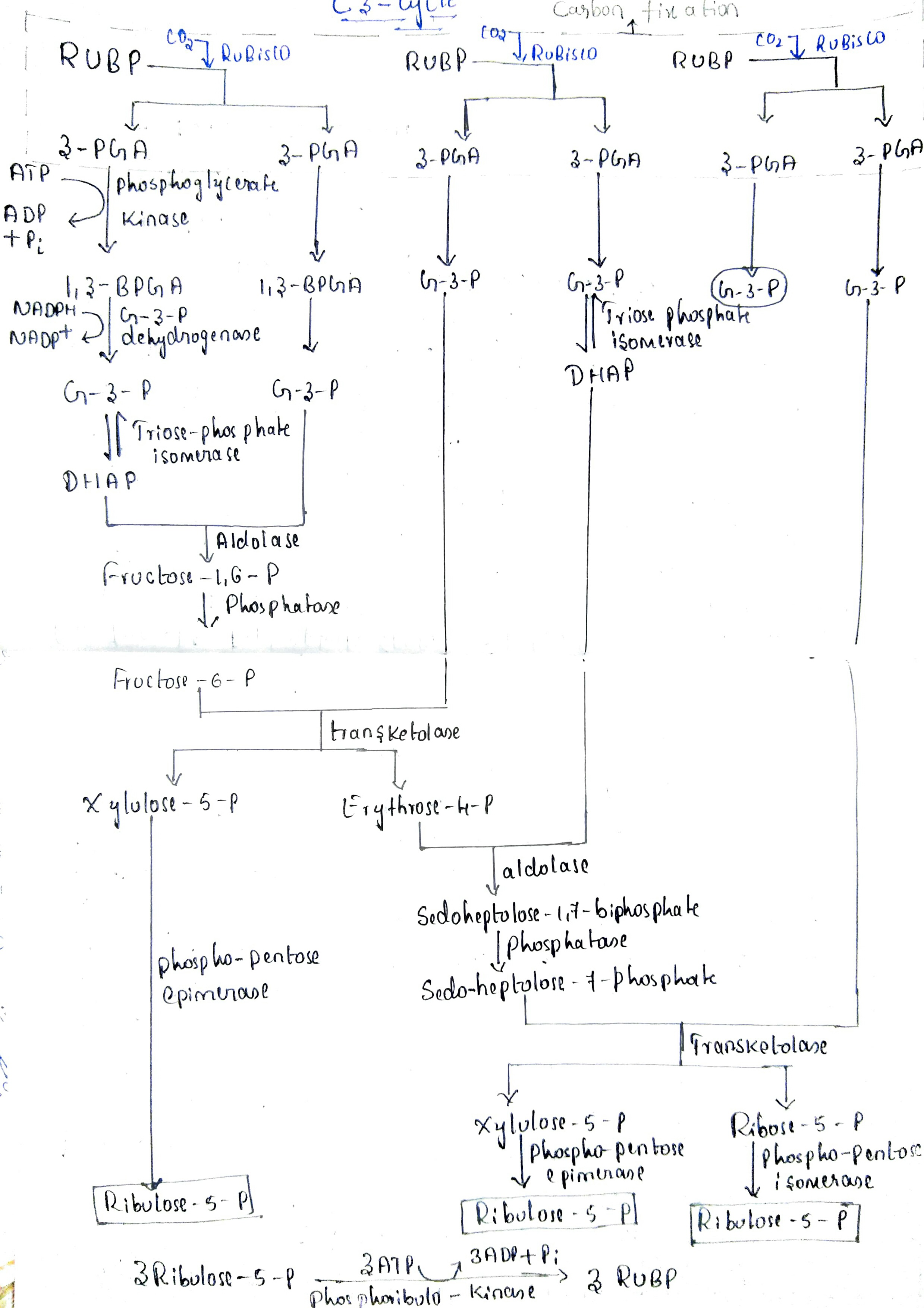 Apa langkah-langkah dari siklus Calvin? - Quora