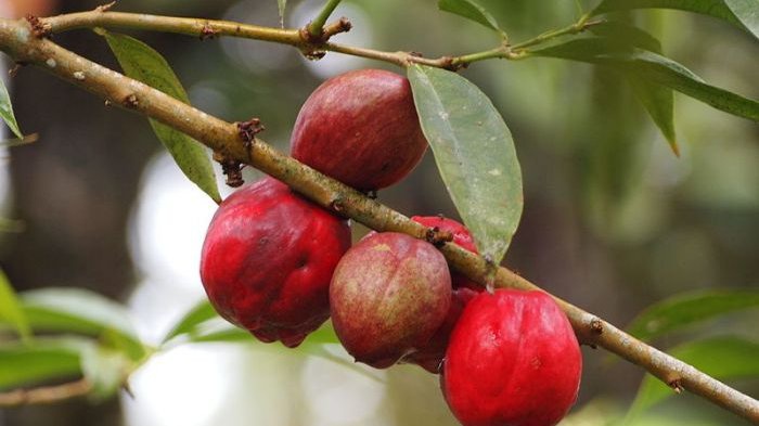 Apa artinya &lsquo;simalakama&rsquo; (Bahasa Indonesia)? - Quora