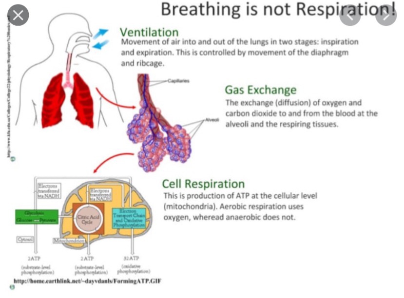 Apa perbedaan antara ventilasi dan pertukaran gas? Ketika kita bernafas,  apakah itu yang disebut ventilasi? - Quora