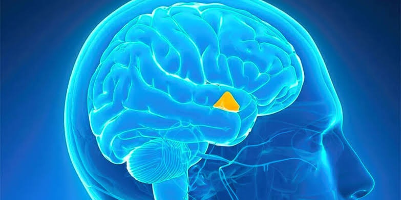 Apa perbedaan antara IQ, EQ, SQ, dan AQ? - Quora