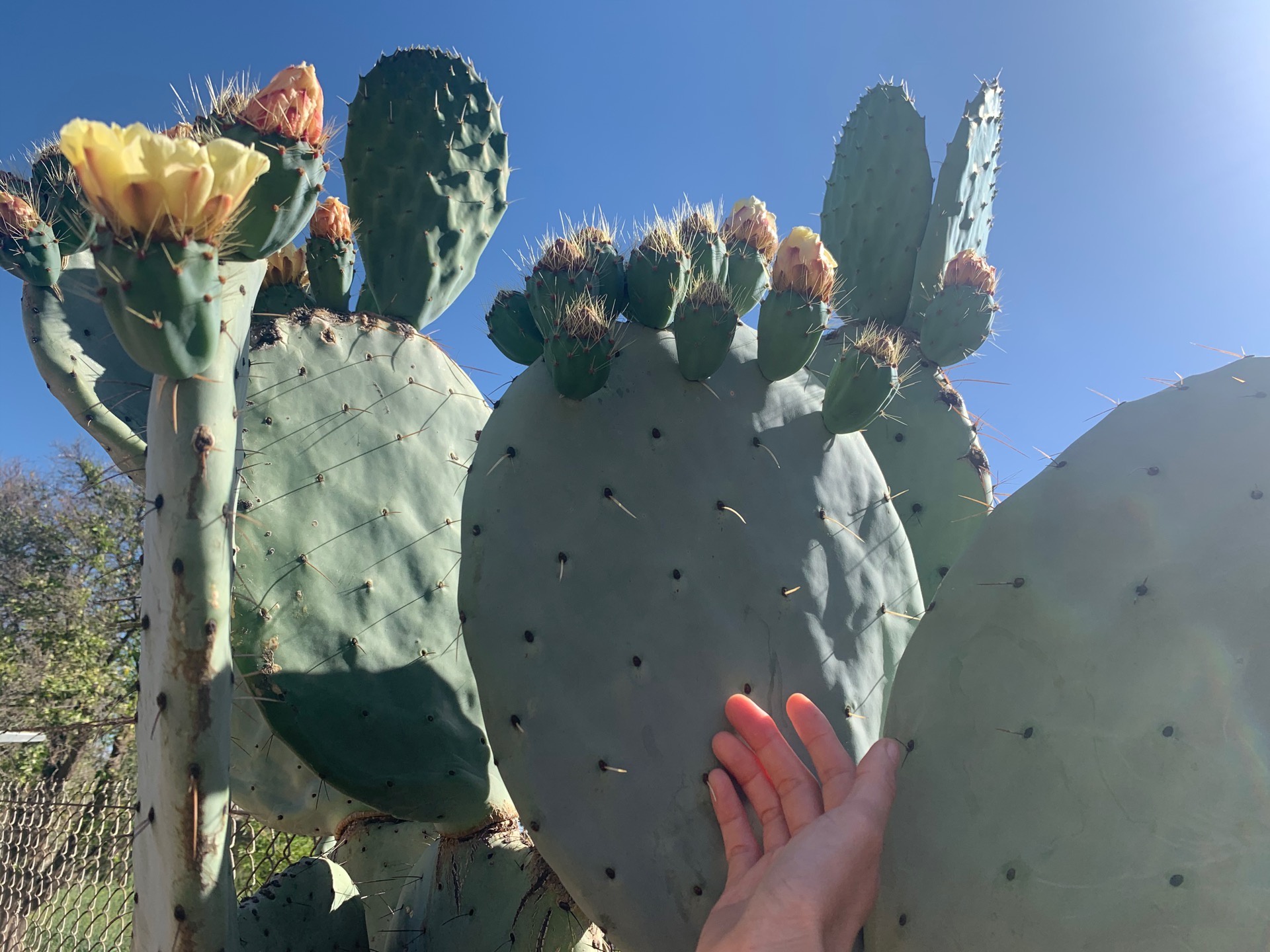 Eating healthy is never easy, and the constant stream of misinformation can make it downright confusing. What Parts Of The Prickly Pear Cactus Opuntia Phaeacantha Are Edible Quora