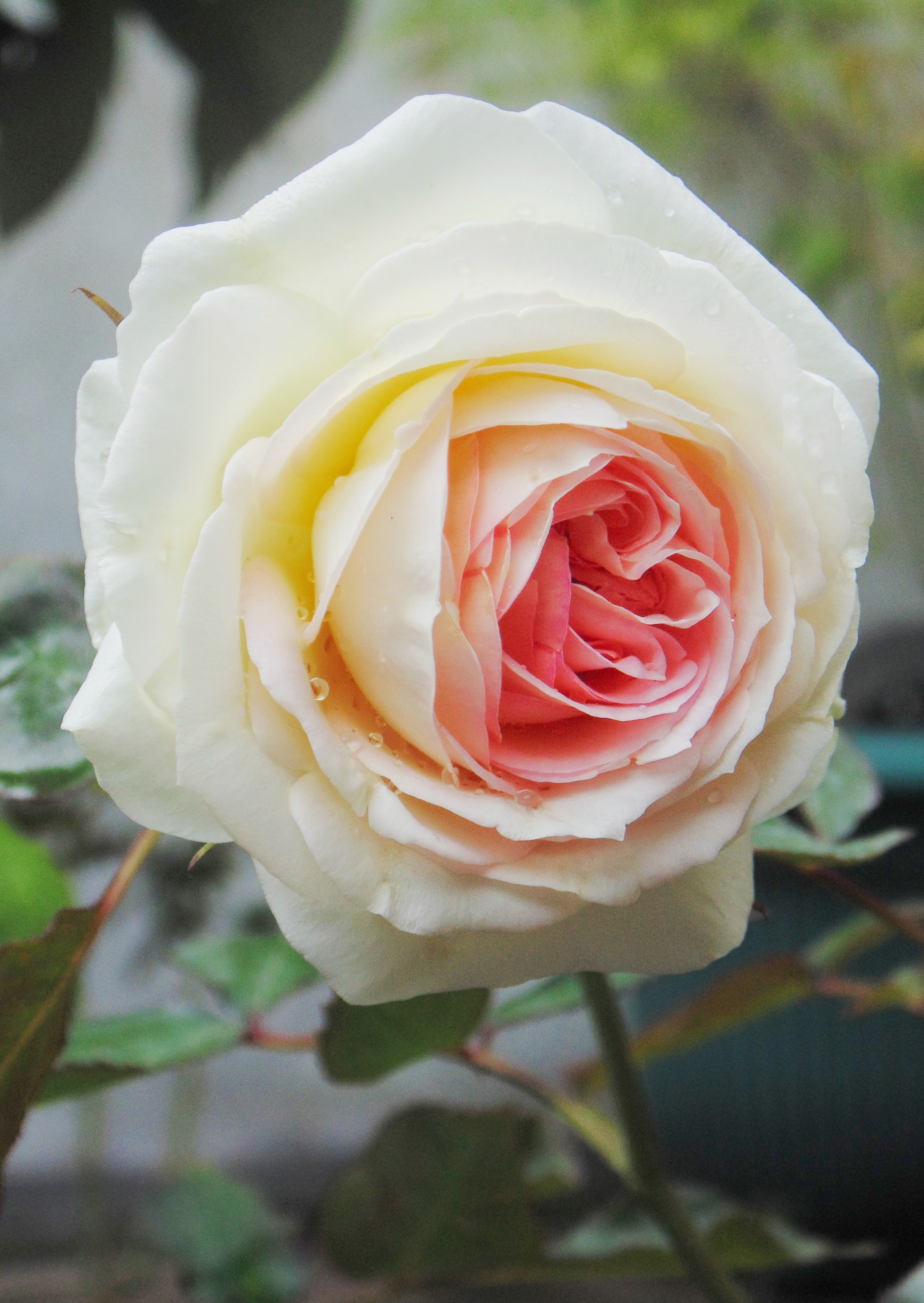 Bagaimana cara merawat tanaman bunga mawar? - Quora