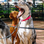 Pet Insurance That Covers Medication Pet Insurance That Covers Medication