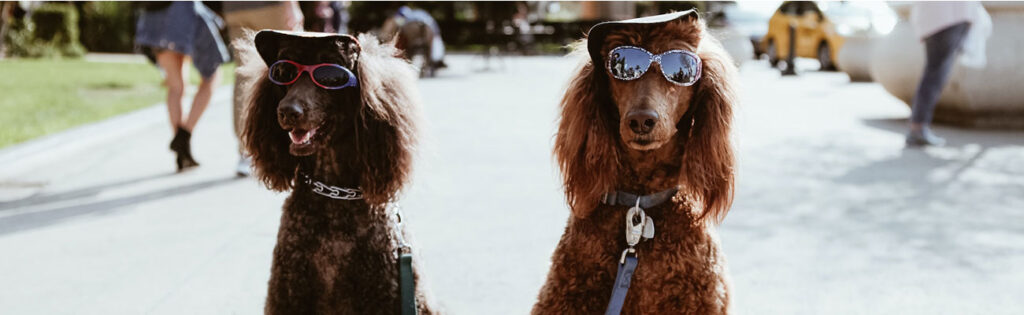 Pet Insurance for Breeding | LendEDU