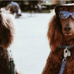 Pet Insurance for Breeding | LendEDU
