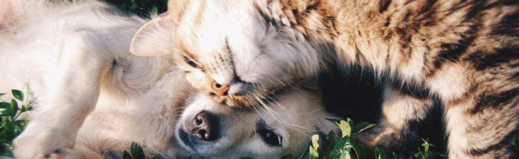 Pet Insurance That Covers MRIs
