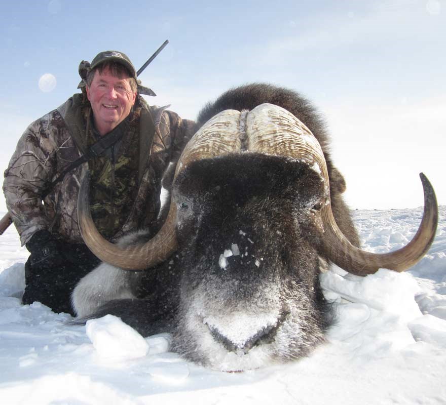 · look for the stake loops . Barren Ground Musk-Ox - Quality Hunts