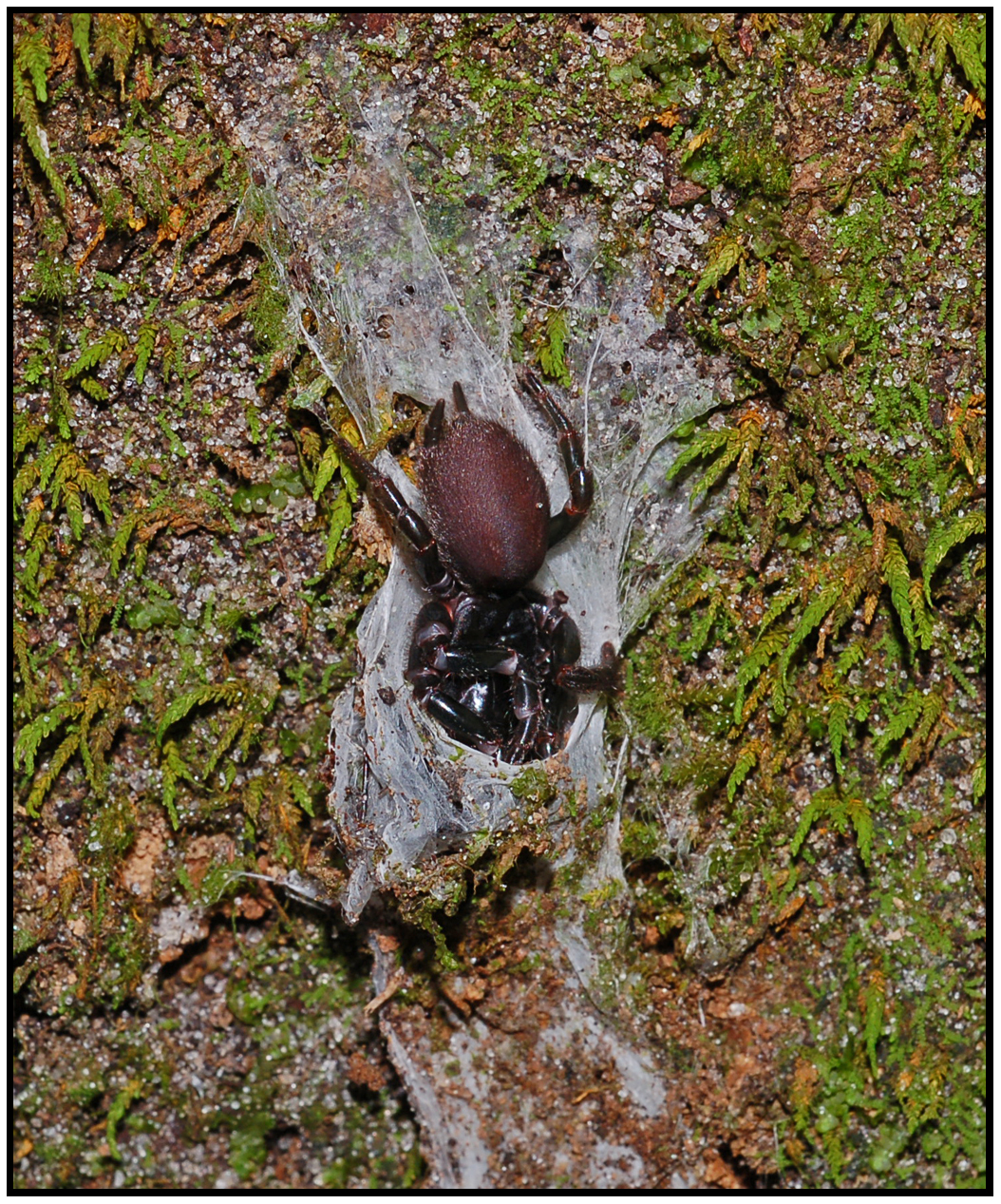 At a glance, the web may look like a small branch leaning against the tree trunk. Death From Below The Purse Web Spider Erin Zimmerman