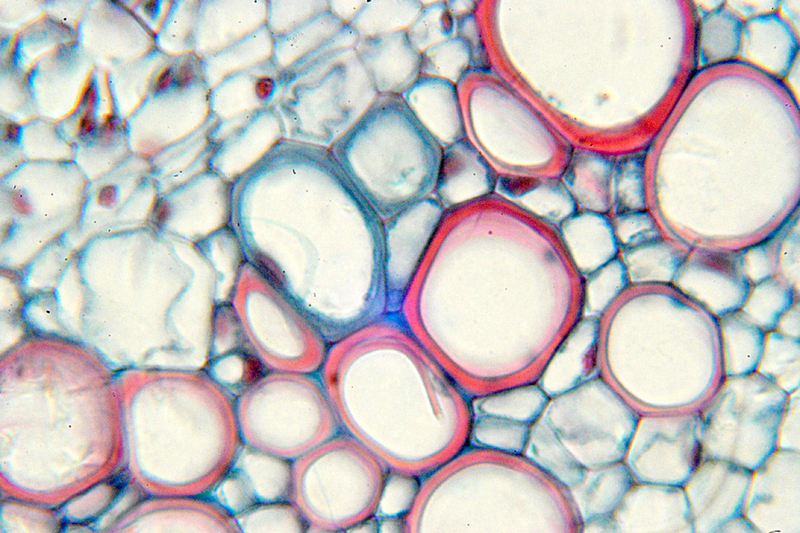 3.2.9 menjelaskan ciri kingdom fungi. Contoh Soal UTS Biologi Kelas X Semester I Tentang Kingdom
