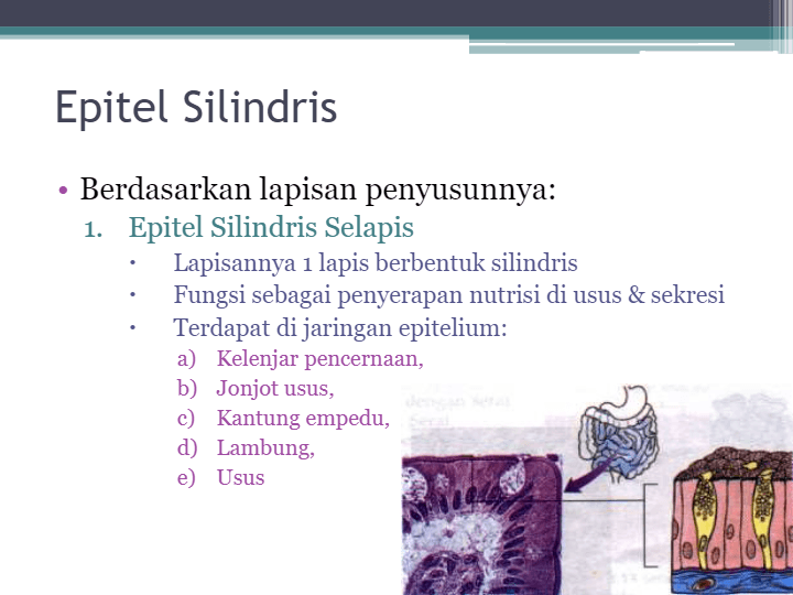 Jaringan Epitel | Education - Quizizz
