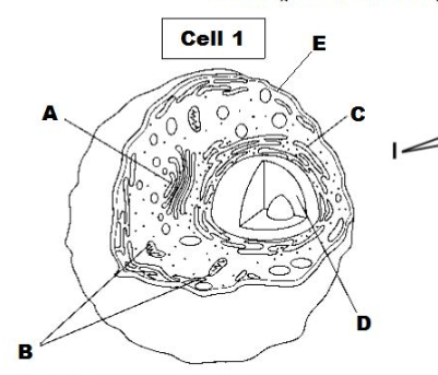Plant cell and animal cell questions and answers. Plant And Animal Cell Quiz 7th Grade Quiz Quizizz