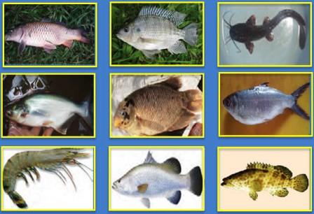 Nama latin dan ilmiah ikan air tawar dan air laut dan . Budidaya Ikan Konsumsi Other Quiz Quizizz