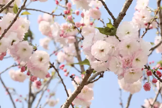 3月佛山花開滿城 美艷驚人 錯過再等一年 Getit01