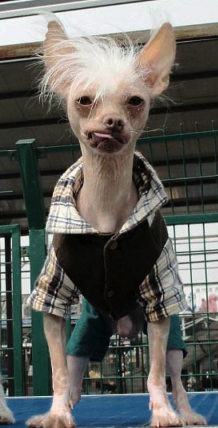 連續3年蟬聯世界最丑狗狗的中國冠毛犬 其實也可以美的不像話 Getit01
