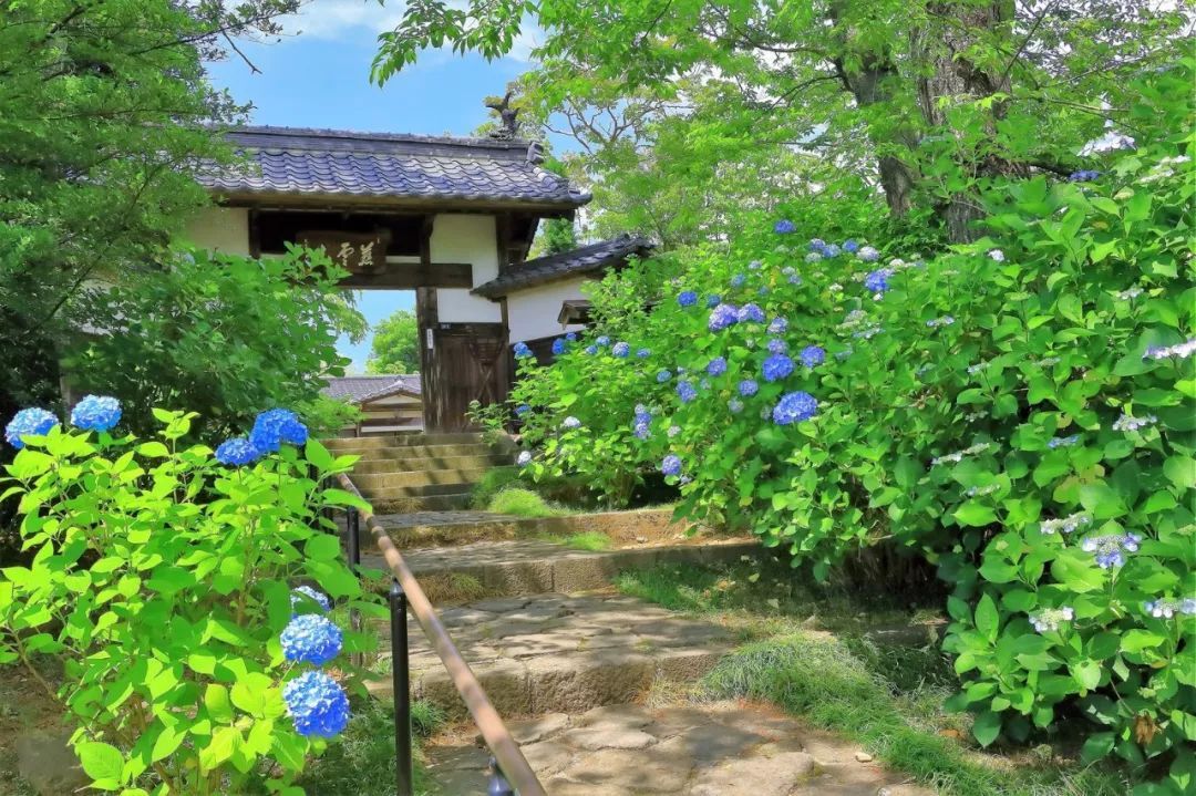 不用扎堆去鎌倉 日本東北地區同樣有值得一賞的紫陽花 Getit01