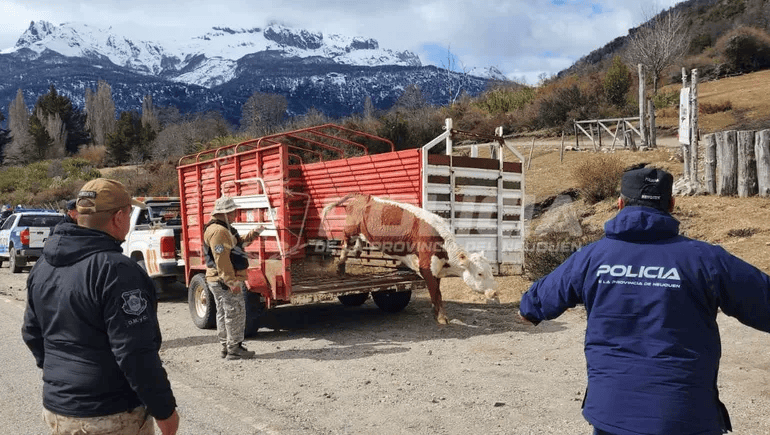 Imagen de la noticia "Operativo en Ruta Siete Lagos por caballos y vacas sueltos" publicada por radiofmdellago.com.ar