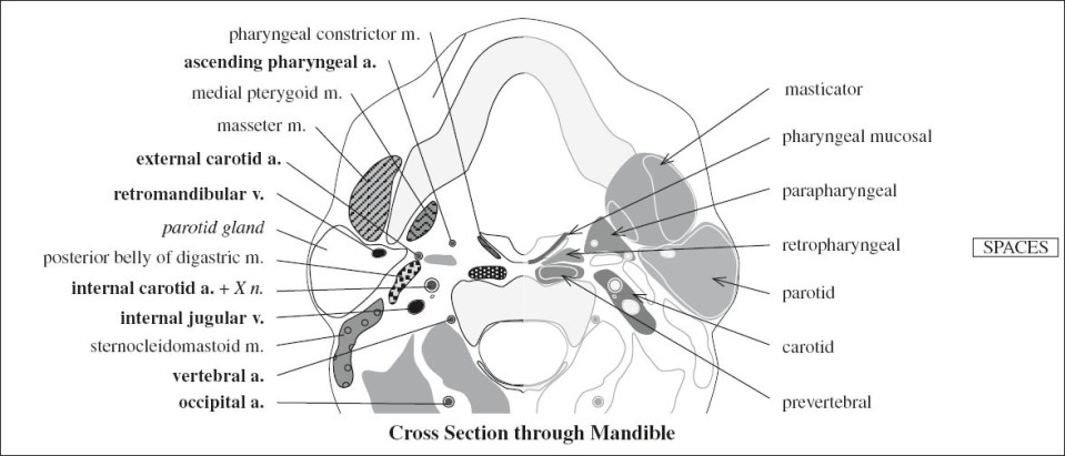 and Function of Neck Organs | Radiology Key