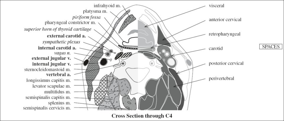 and Function of Neck Organs | Radiology Key