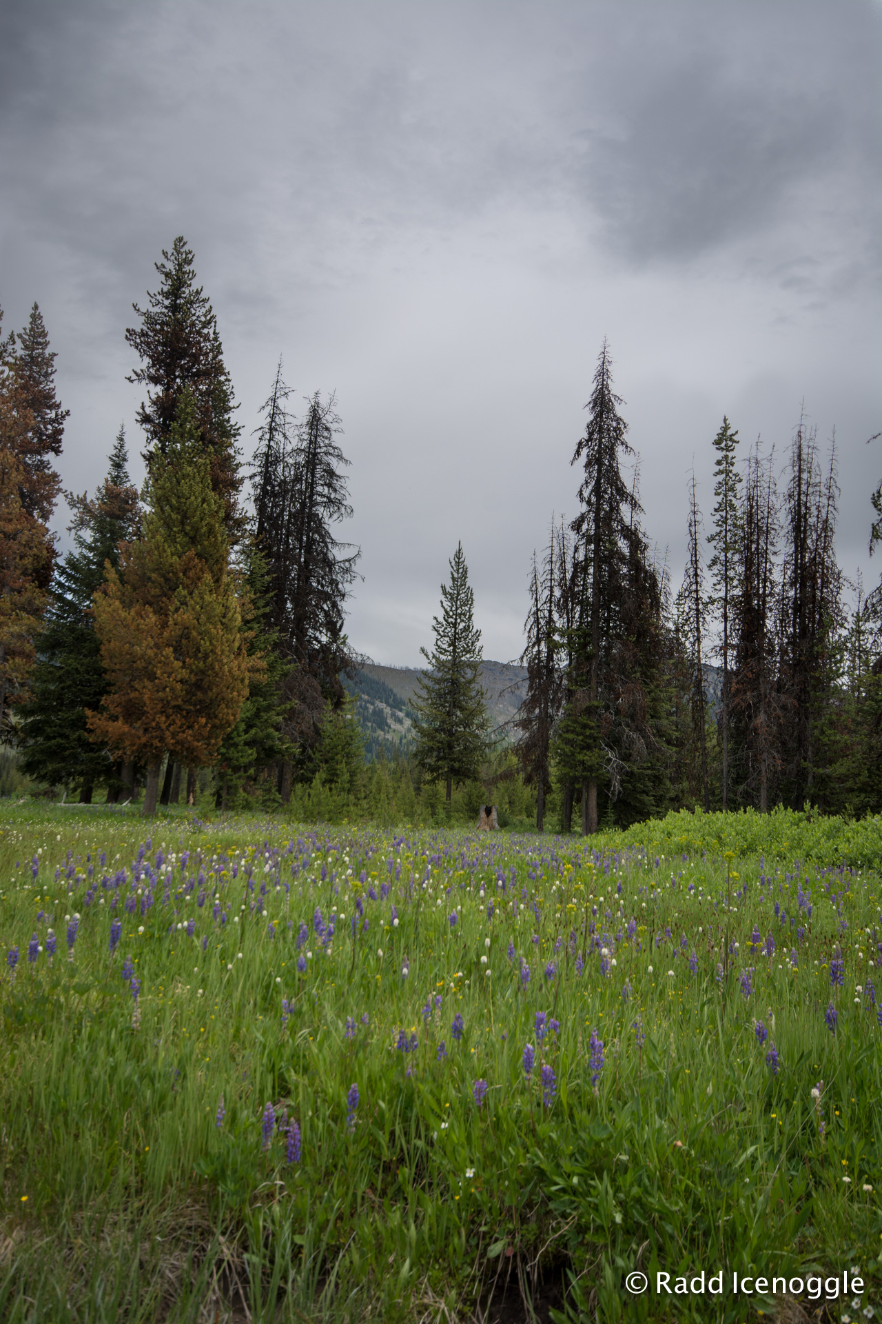 Elk Meadows Sunday Drive RadleyIce