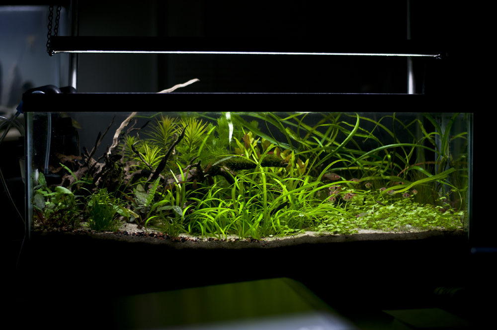 20L Freshwater Planted Tank Rainforest Concepts