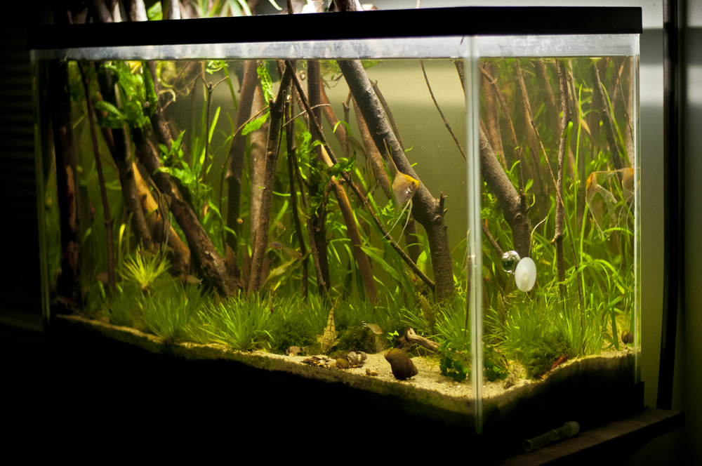 29 gallon freshwater planted aquarium "Forests" Rainforest Concepts
