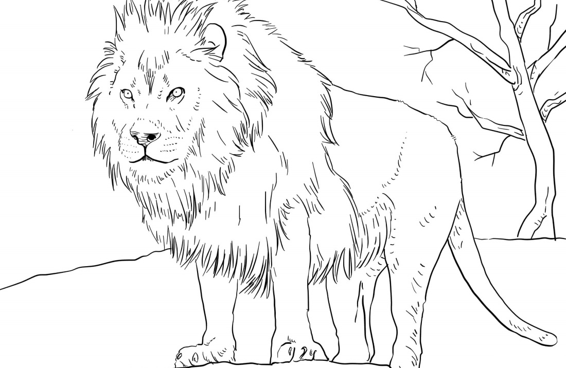 Foto Animali Da Stampare