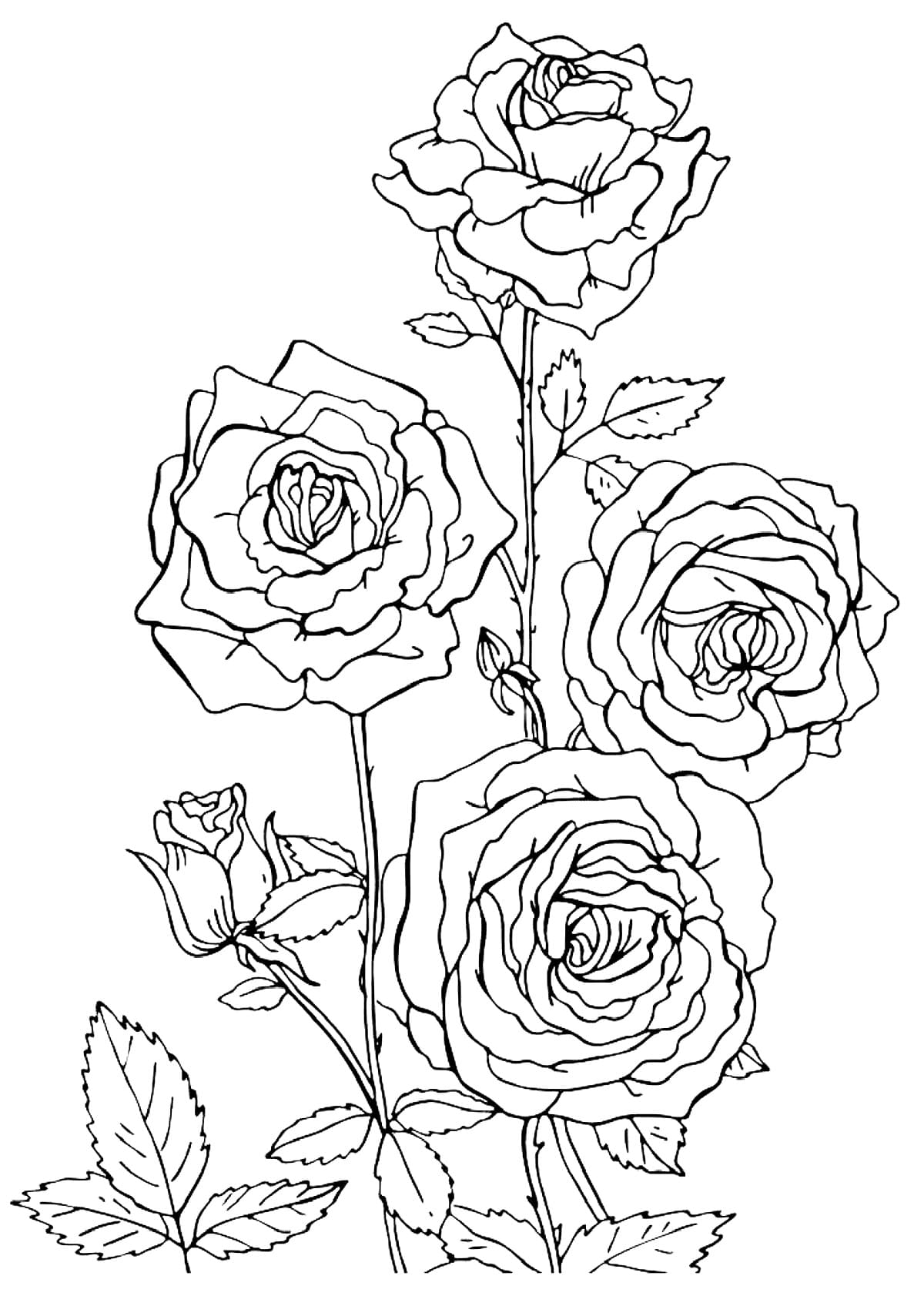 Keep your kids busy doing something fun and creative by printing out free coloring pages. Rose Coloring Pages Print The Flower Queen Online