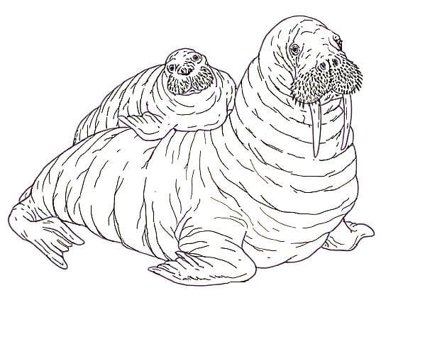 Free printable walrus 2 coloring page. Onbv62lankol3m
