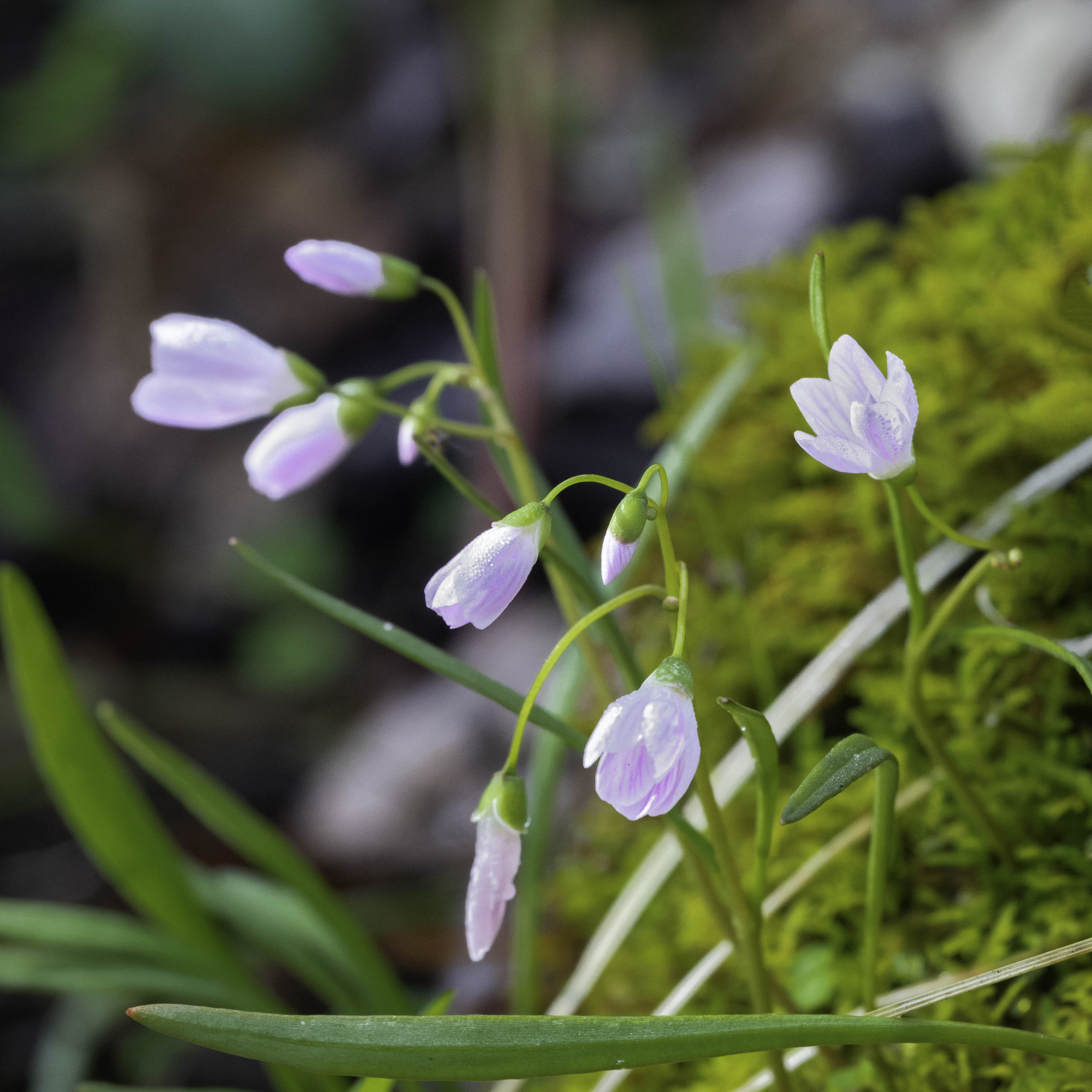A Spring Morning along Honey Creek Photography by Rodney Martin