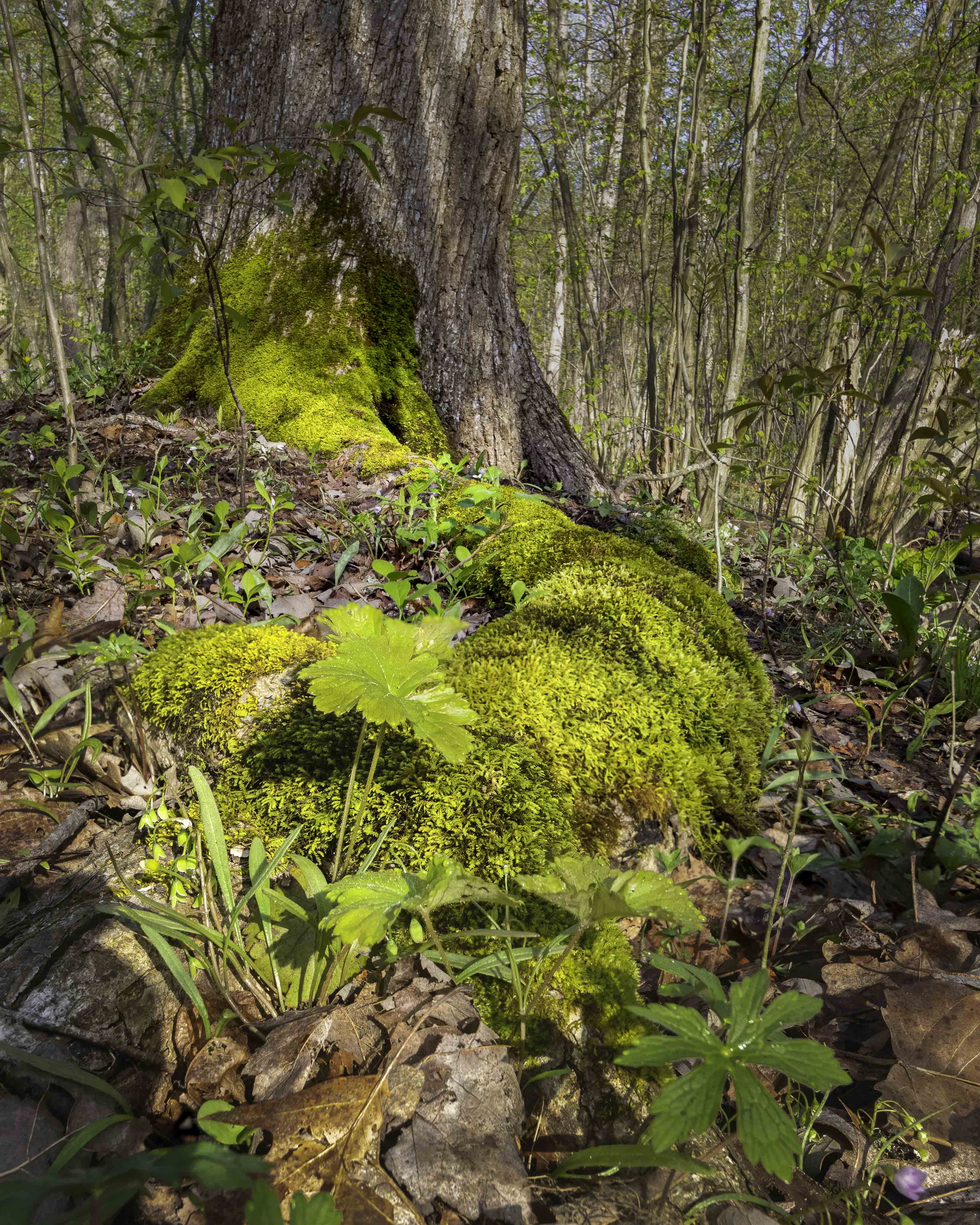 A Spring Morning along Honey Creek Photography by Rodney Martin