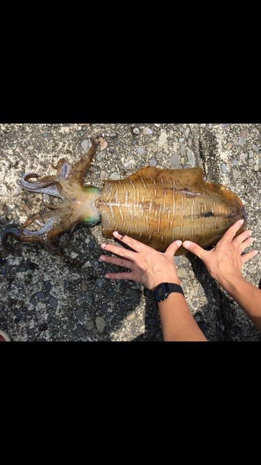 色も活き活きと和紙に貫禄のイカ拓！ | Re:Fish デジタル魚拓サービス