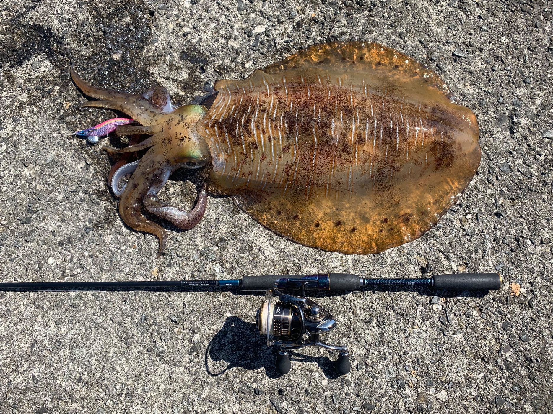 室本港で釣り上げられたアオリイカのデジタル魚拓 | Re:Fish デジタル
