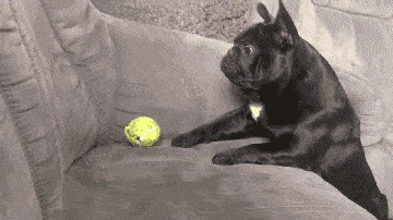 Gif おもしろ 可愛い過ぎる犬gif特選画像21 変なニュース