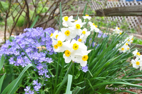 Wildflower Wednesday: Phlox divaricata - Red Dirt Ramblings®