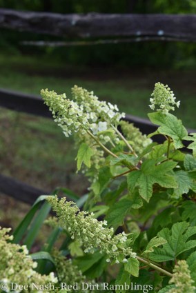 Hortênsia quercifolia 'Chinelos de rubi' apenas começando a florescer.