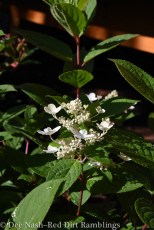 Hortênsia paniculata de Fogo Rápido