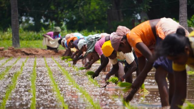 4 urgent actions toward a more sustainable food system - Vimarsana News