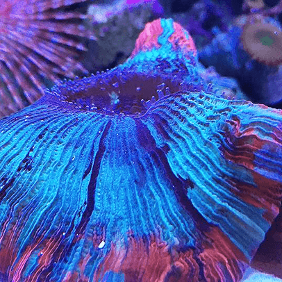 Condo for rent at 355 s end ave. Reef-Bar Aquarium Services Inc. - We serve NYC, NJ & Long