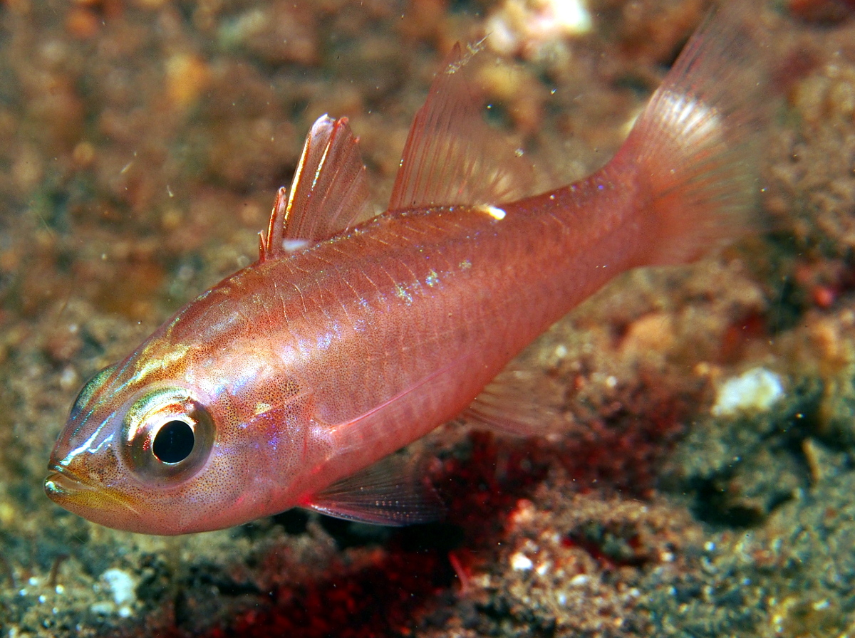 2,010 43 by fisherman96 in fishing by huntfish128 in fishing by irish death1 in fishing by trainer66 in fishing by geronimogo in fishing by geronimogo in fishing by unexplained_3 in fishing by stoveboy in fishing by sokamiwohali in. Talbot S Cardinalfish Ostorhinchus Talboti Cardinalfishes Tropical Reefs