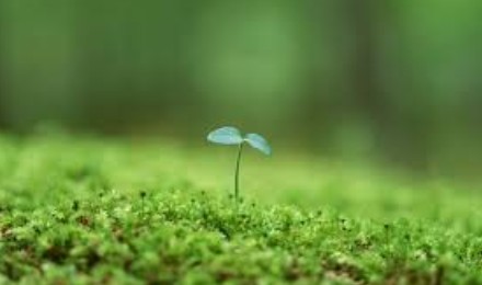 El brote de germinación de la semilla que crece hacia . Reflejos De Luz Apostar Al Brote