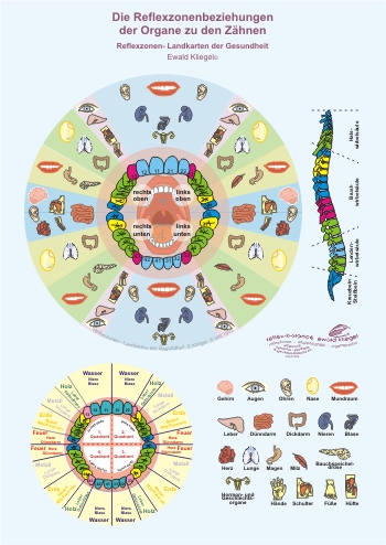 Die meisten menschen gehen so mit ihren beißerchen um. Reflexzonen Beziehungen der Organe zu den ZÃ¤hnen