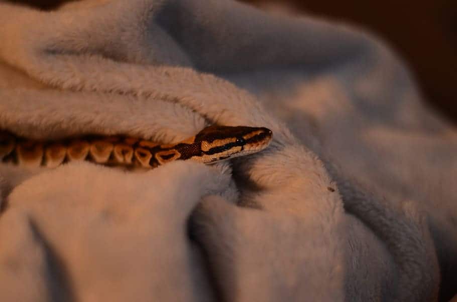 Tips And Methods To Find A Lost Snake Regarding Reptiles