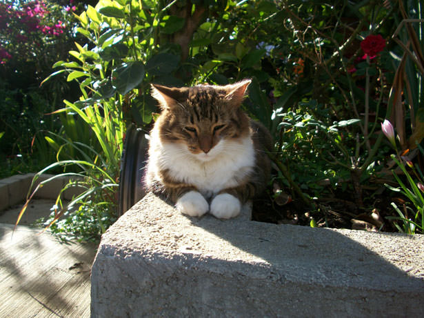 Instead of a carpet covered ca. Natural Cat Repellents | Cats Repellent Guide