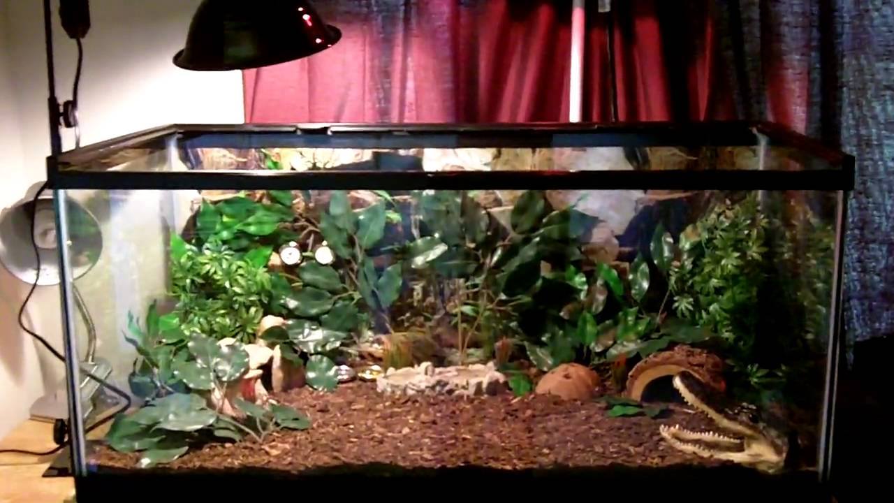 Ball Pythons Enigma of the Pet Trade