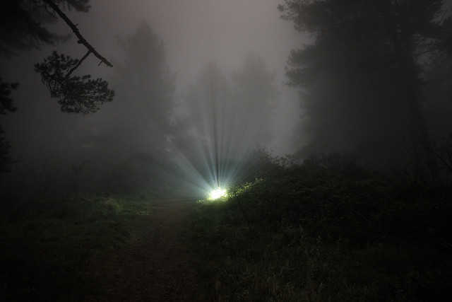 Cat and Mouse in the Woods … A Tale of the Will o’ the Wisp Cat and Mouse in the Woods … A Tale of the Will o’ the Wisp