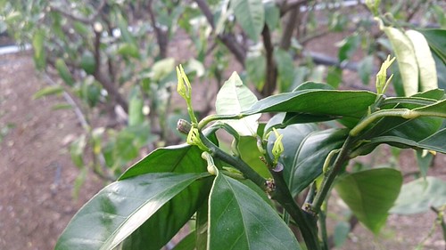 新芽の発動。
